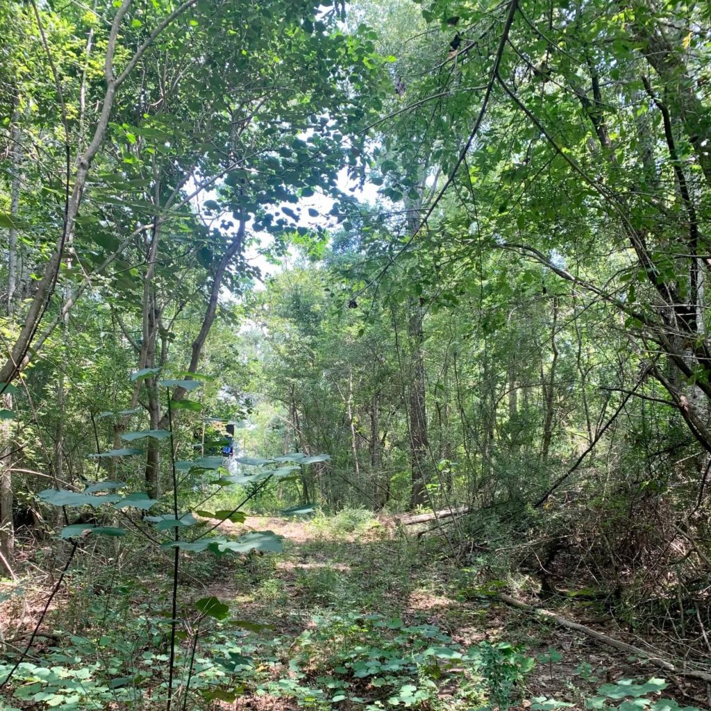 38-Heavily-wooded-acres-hunting-land-for-sale-in-Louisiana