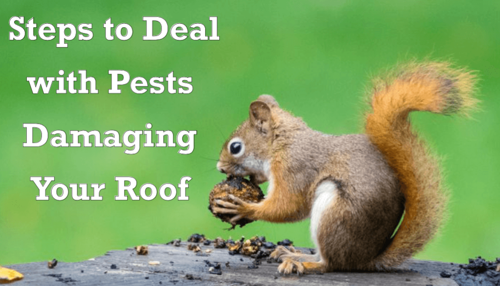 Steps-to-Deal-with-Pests-Damaging-Your-Roof