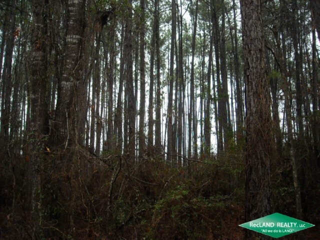 22-Acres-Timber-Land-for-Sale-in-Natchitoches-Parish-LA