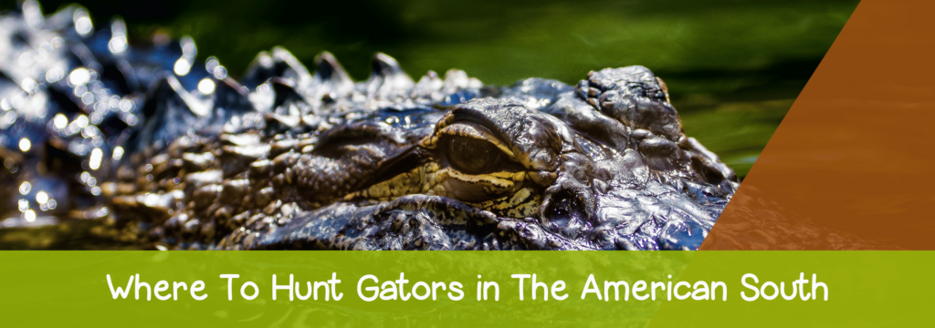 Where-To-Hunt-Gators-in-The-American-South