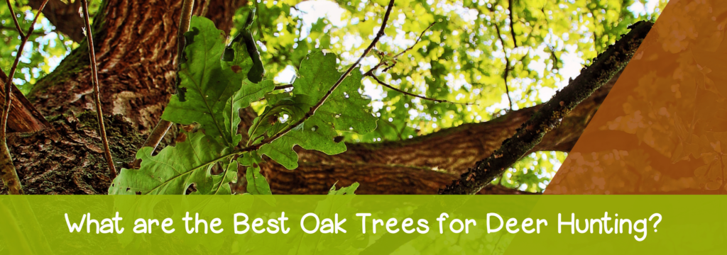 What-are-the-Best-Oak-Trees-for-Deer-Hunting?
